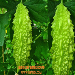 SBJEI -FRESH BITTER GOURD